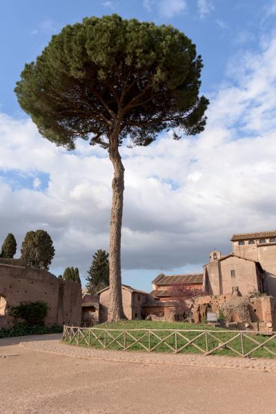 palatine hill tree