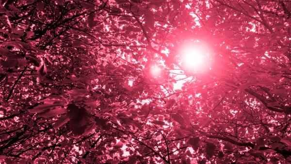 black hole sun