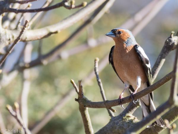 chaffinch on a perch