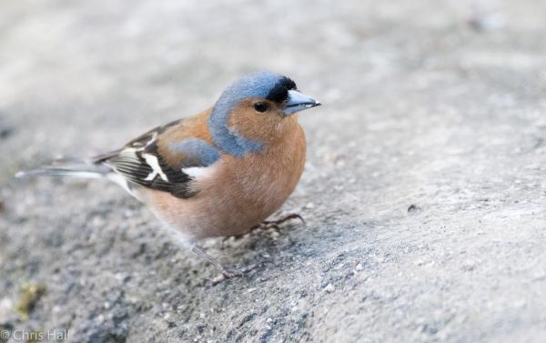 chaffinch