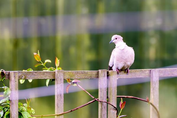 collared dove