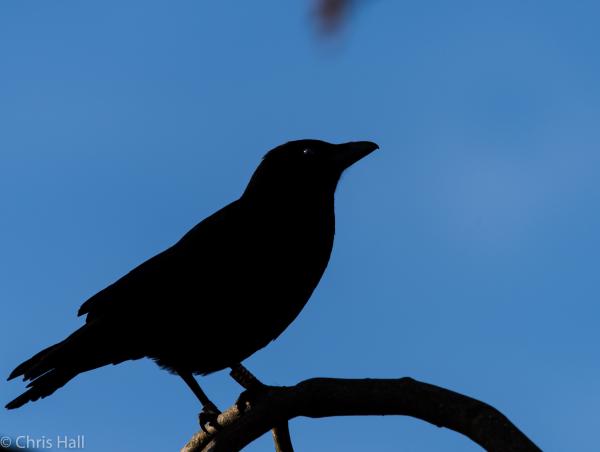 crow silhouette