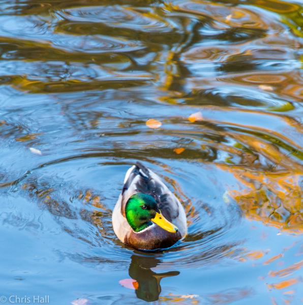 duck in autumn