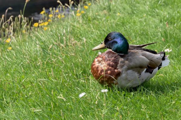 duck