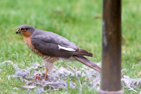 feeding sparrow hawk