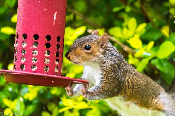 feeding squirrel