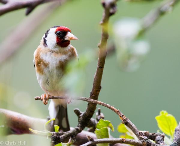goldfinch on a perch