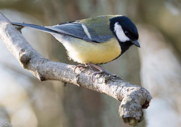 great tit