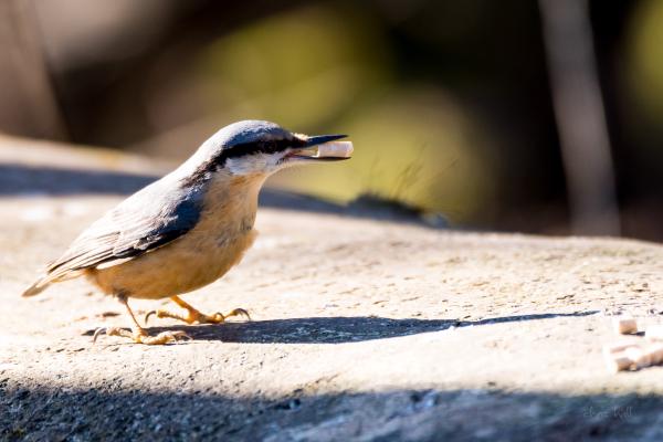 nuthatch feeding