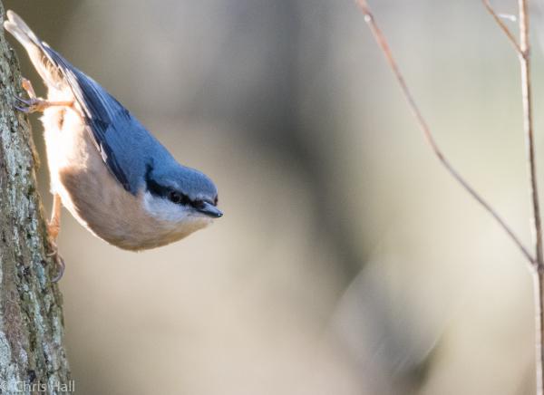nuthatch on a tree
