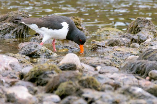 oystercatcher in water