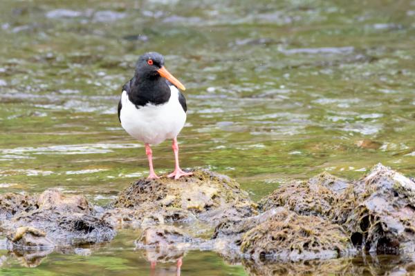 oystercatcher