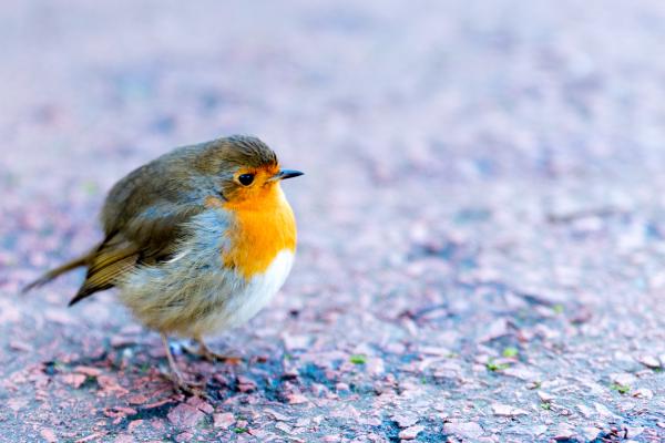 robin botanics