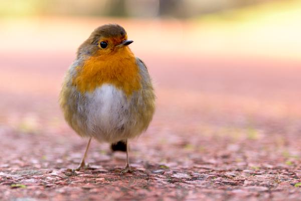 Wildlife