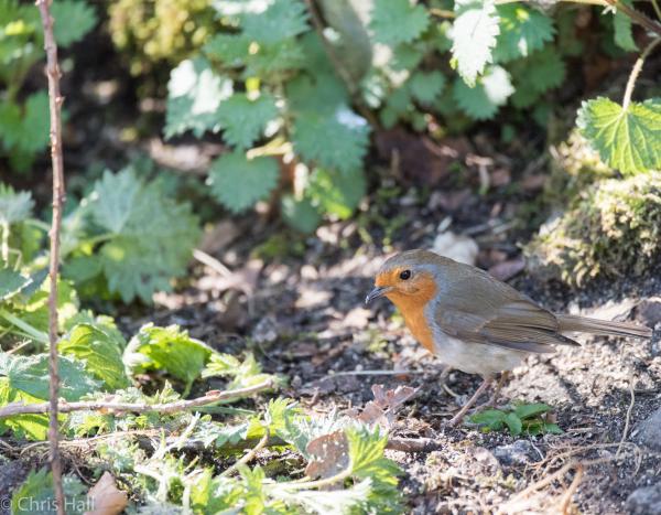 robin