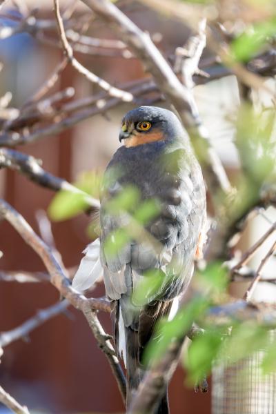 sparrow hawk hiding