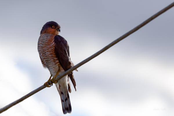 sparrow hawk wide close-up