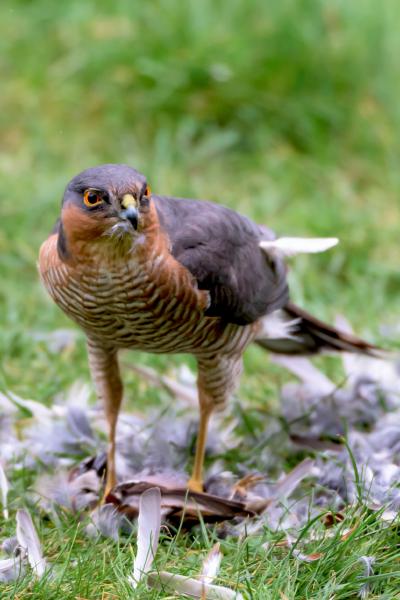 sparrow hawk eating (portrait)