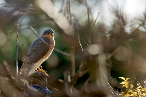 sparrow hawk on a pole