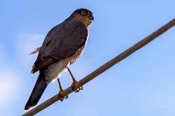 sparrow hawk on a perch (close-up)