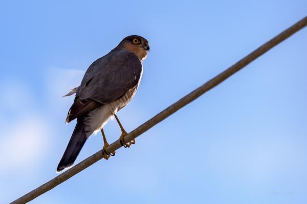 sparrow hawk on a perch