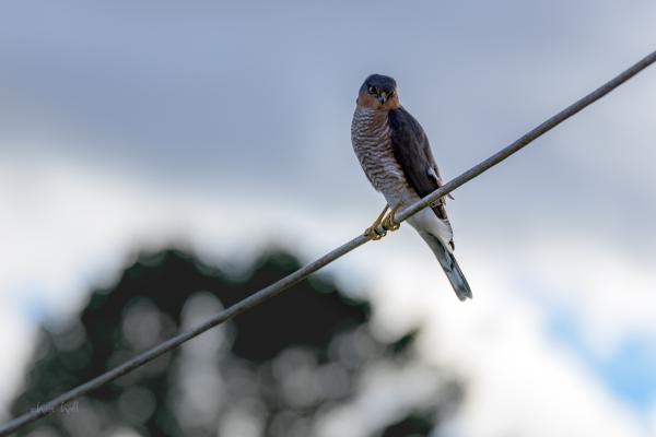 sparrow hawk on the wire