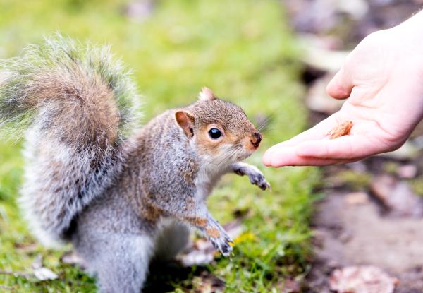 squirrel by hand