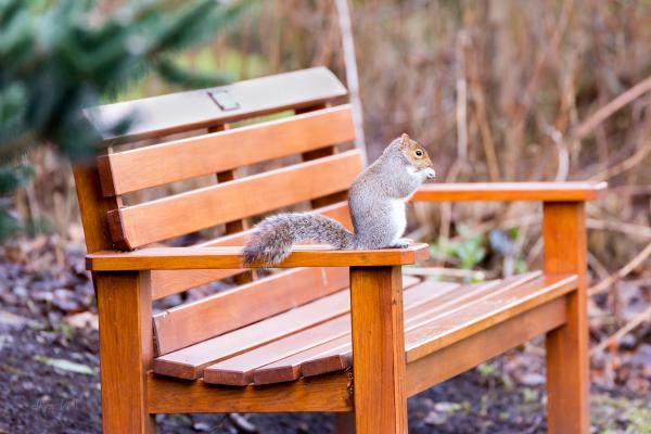 squirrel on a bench