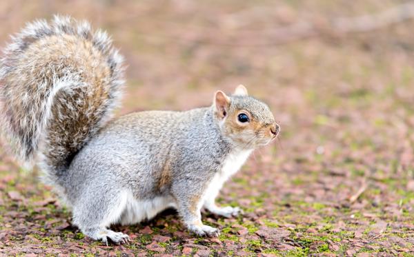 squirrel