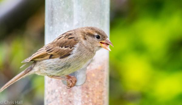 young starling