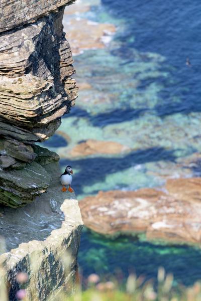 puffin on a cliff (portrait)