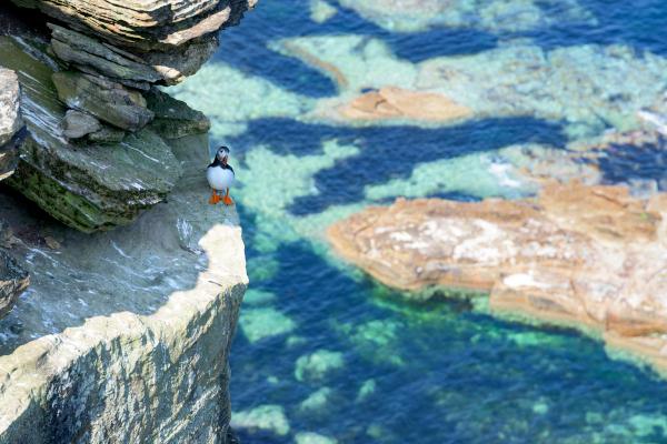 puffin on a cliff